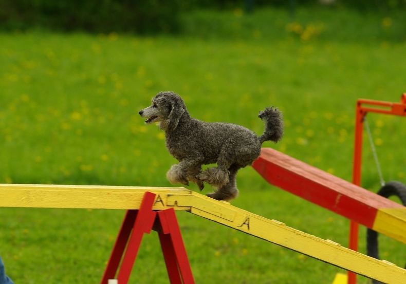 agility-686631_1280