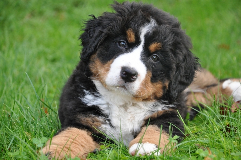 bernese-mountain-dog-1177074_1280