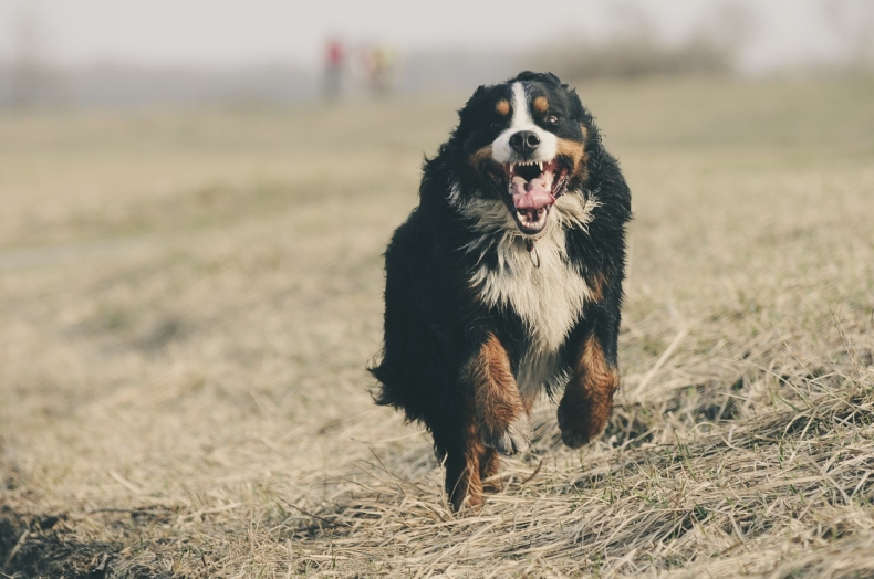 bernese-mountain-dog-1935025_1280