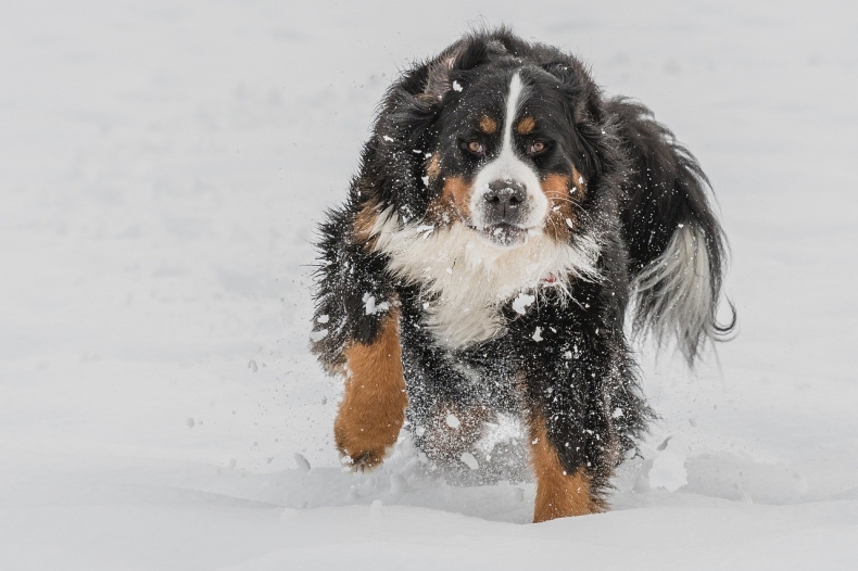 bernese-mountain-dog-3202019_1280