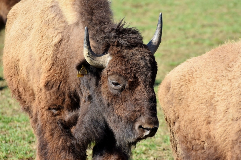 bison-3295766_1920