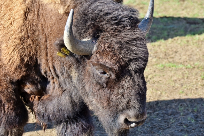 bison-3310935_1280