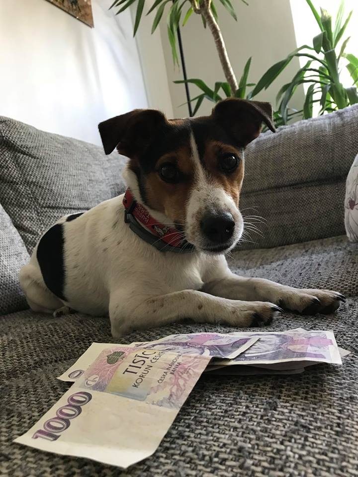 Poplatky za psa, kolik za něj zaplatíte Vy?
