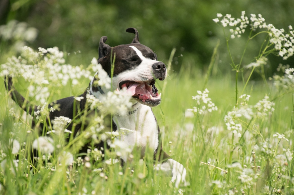 Jak odstranit alergii u psa? Proč alergií u psa přibývá?