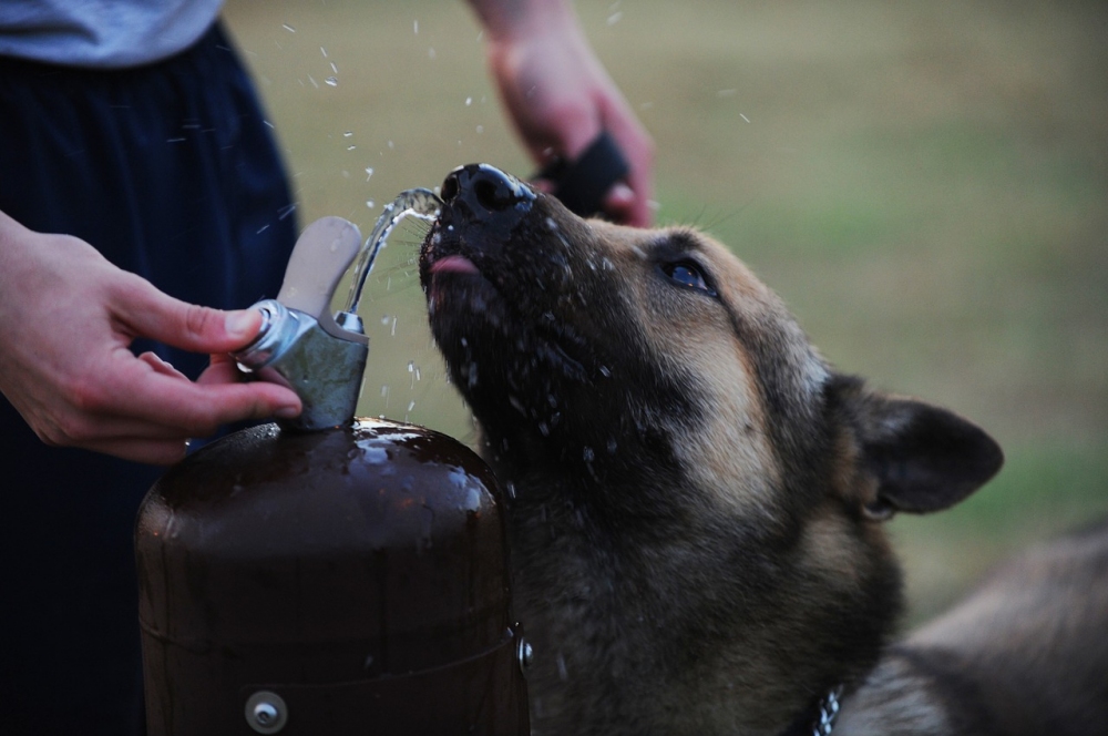 Víte kolik vody potřebuje váš pes denně?