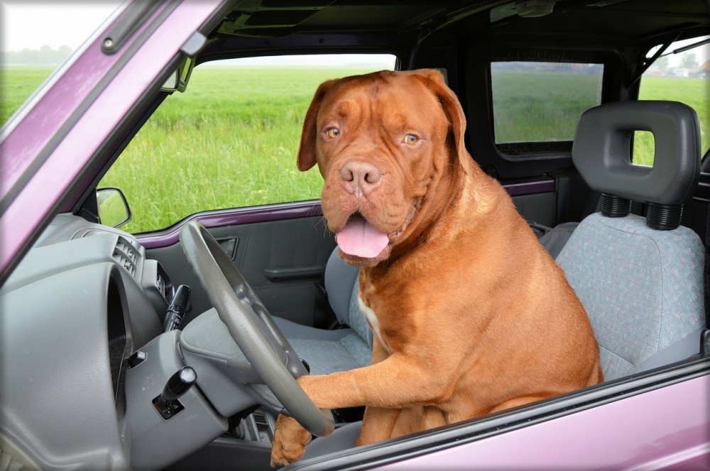 Autonehoda se psem v autě, co se všechno může stát?