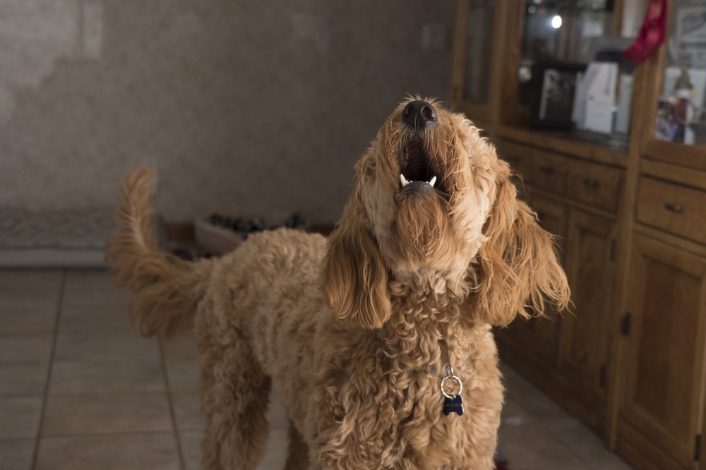 Jak odnaučit psa štěkat v bytě?