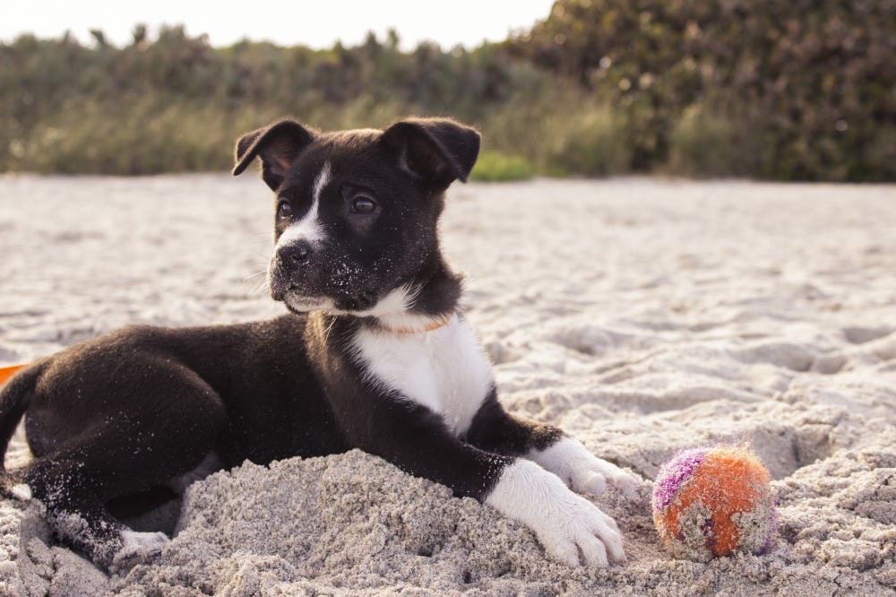Nejlepší psí pláže v Chorvatsku, které to jsou?