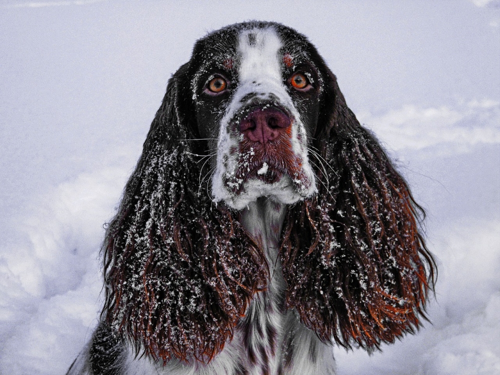 Jak zajistit vodu pro psa v zimě?