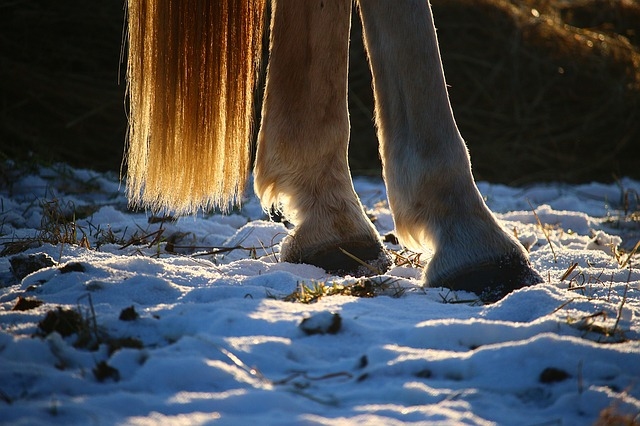 Co omezuje pohybování koně v zimě?