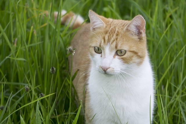 Víte jaké rostliny mohou zabít Vaší kočku?