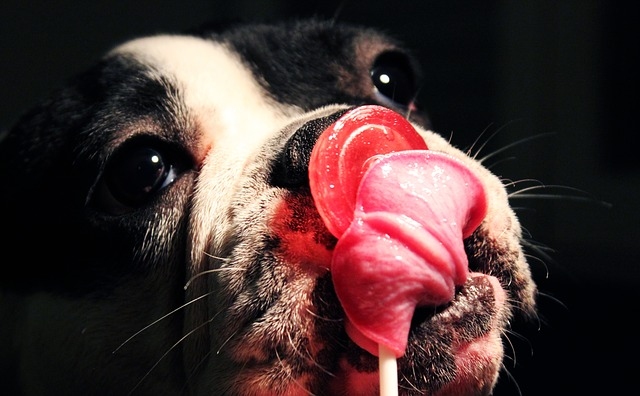 Proč nedávat psovi sladkosti?
