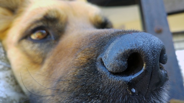 Vysoký krevní tlak trápí i psy, jak s ním bojovat?