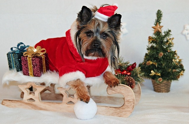 Dopřejte psovi vánoční cukroví i adventní kalendář.