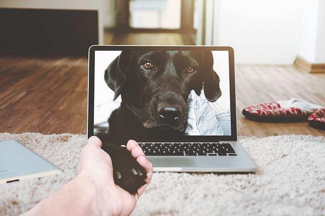 Chytré věci jako chytrá psí miska nebo webkamera usnadní pejskařům život