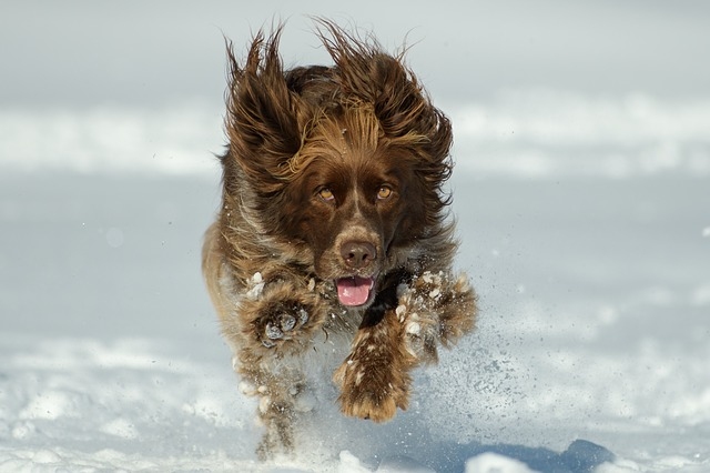 Jak snadno odstranit nabalený sníh ze srsti psa?