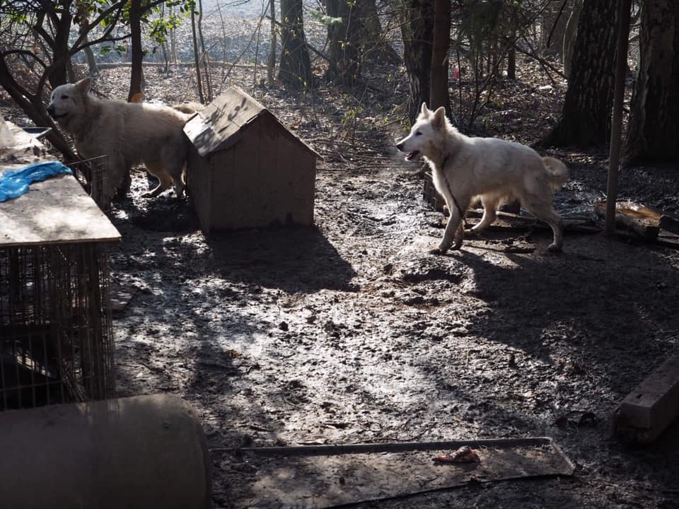 Otřesný chov psů v Brandýse nad Labem, který přesto Krajská veterinární správa neshledala jako závadný.