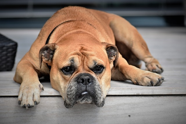 Co je Anaplazmoza a kde se může pes nakazit anaplazmozou?