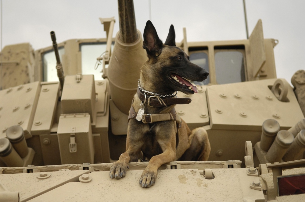 Armáda hledá domov psím hrdinům z války!