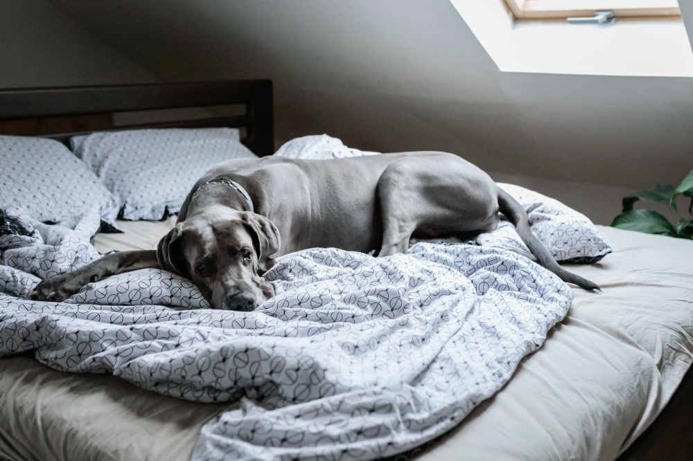 Může žít velký pes v bytě?