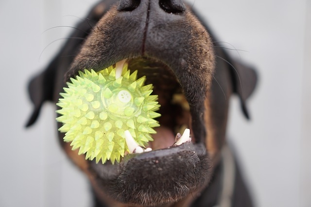 Kysané zelí může zabránit operaci psa, víte to?