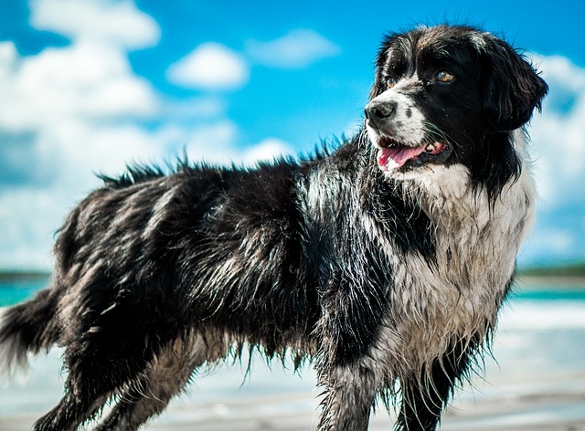 Nejčastější letní nástrahy pro psy, na co se připravit?