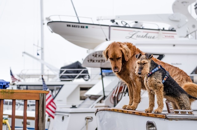 Milionář poskytl svoji jachtu na záchranu psů!
