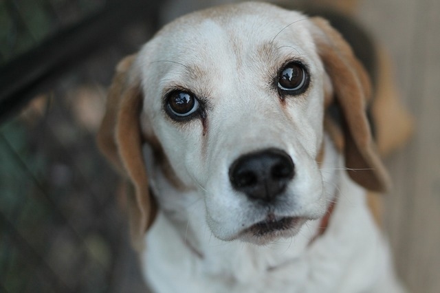 Českem otřásá smutná kauza zubožených psů, kteří byli podrobeni laboratorním testům!