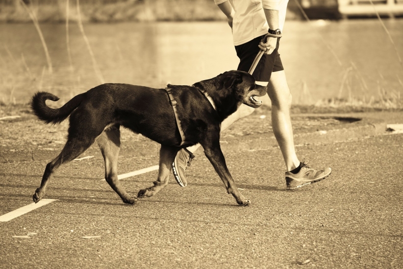 Jak běhat se psem? Trénujete svého psa správně?