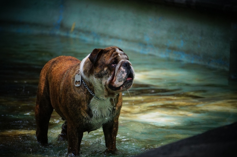 Intoxikace vodou u psa. Pozor na psí plemena, která milují plavání.