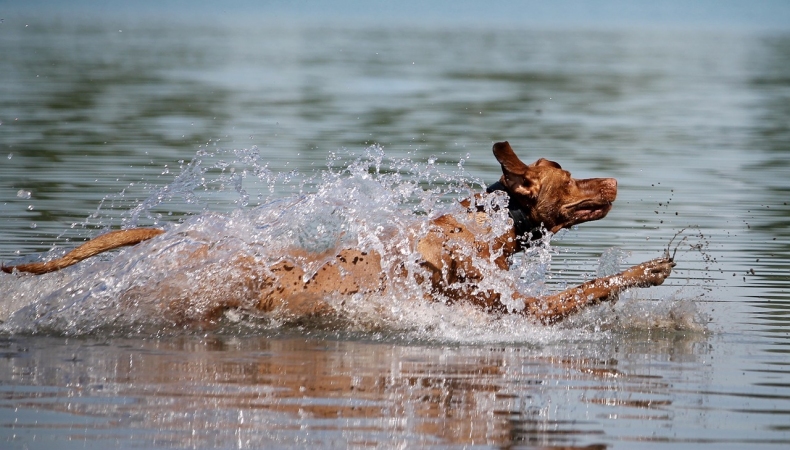 Intoxikace vodou u psa. Pozor na psí plemena, která milují plavání.