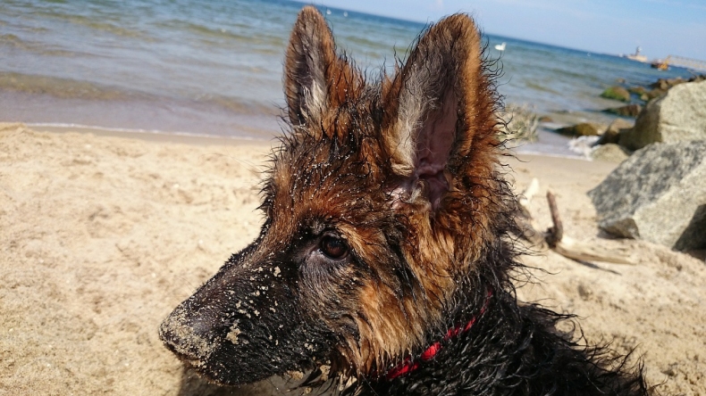 Nejlepší psí pláže v Chorvatsku, které to jsou?