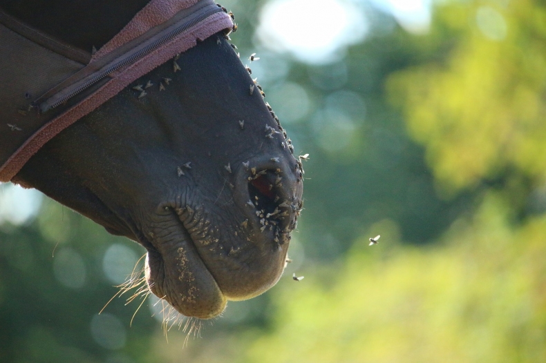 Jak ochránit koně před hmyzem?