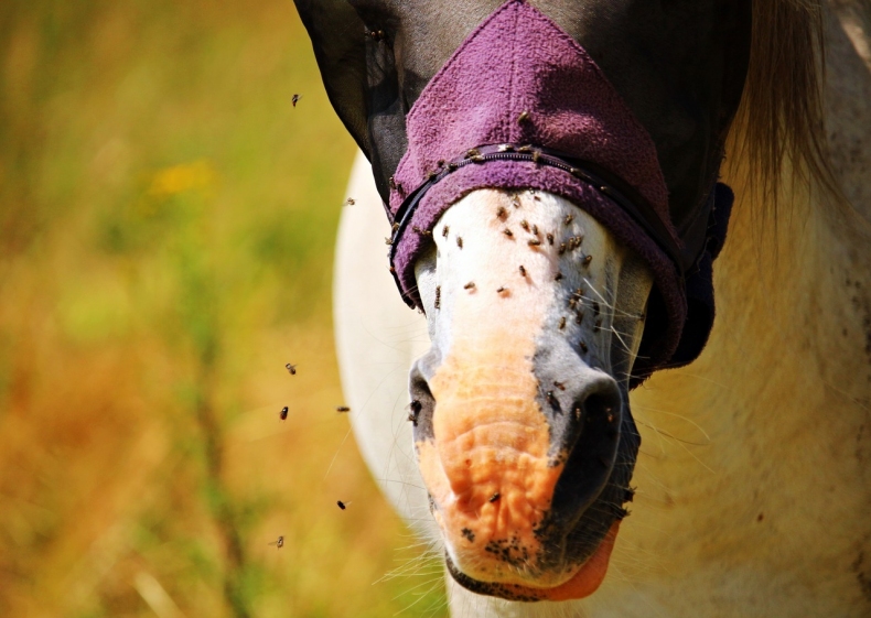 Jak ochránit koně před hmyzem?