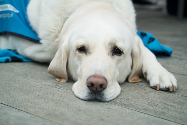 Čtyři nejčastější onemocnění psů, víte jaké to jsou?