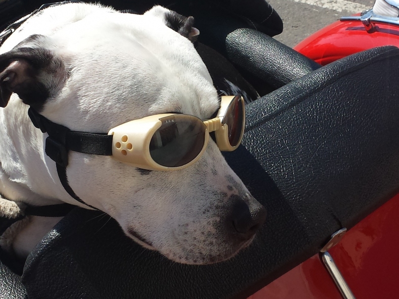 Cestování se psem v letadle, je to pro psa příjemné nebo plné stresu?
