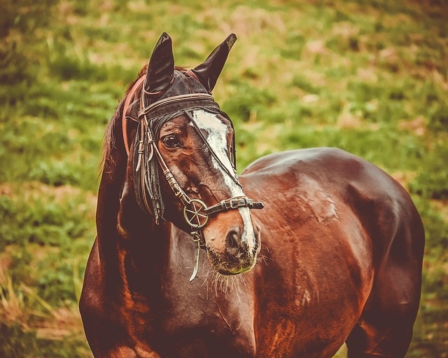 Co způsobuje žaludeční vředy u koní?