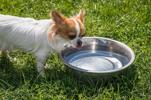Myjete misky na krmení a vodu pro psy?