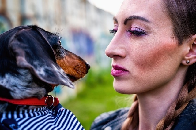 Jak psi poznají emoce lidí podle výrazu tváře?