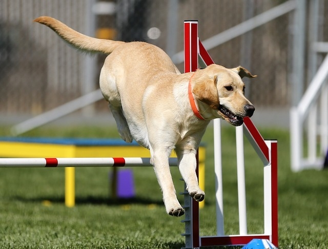 Nejzábavnější psí sporty, jak se bavit se psem?