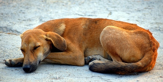 V Pardubickém kraji se odebíral rekordní počet psů...