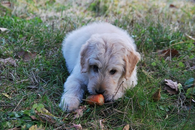 Me bt pes vegetarin?