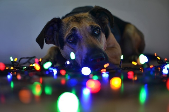 Nepřekrmujte Vašeho psa o Vánocích...
