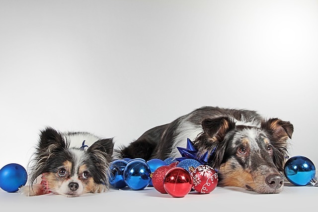 Vánoční dárky pro psy, jaké vybrat?