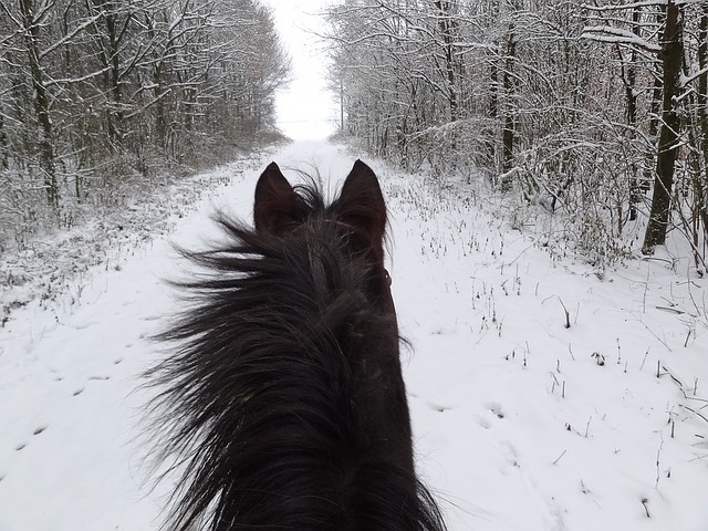 Když kůň nemůže v zimě chodit...