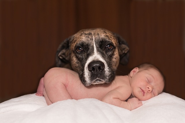 Dítě a pes, jak připravit psa na nového člena rodiny?