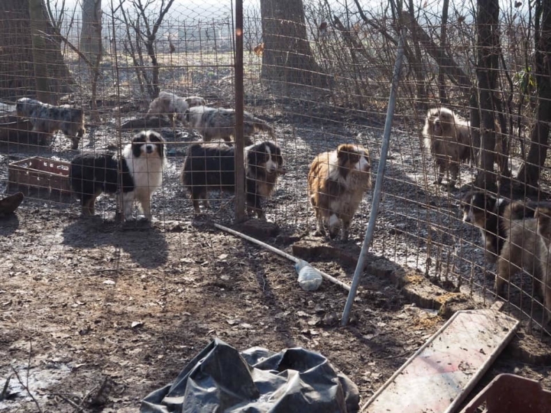 Otřesný chov psů v Brandýse nad Labem, který přesto Krajská veterinární správa neshledala jako závadný.
