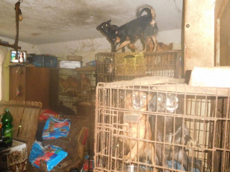 Týrali celkem 79 psů, u soudu dostali podmínku!