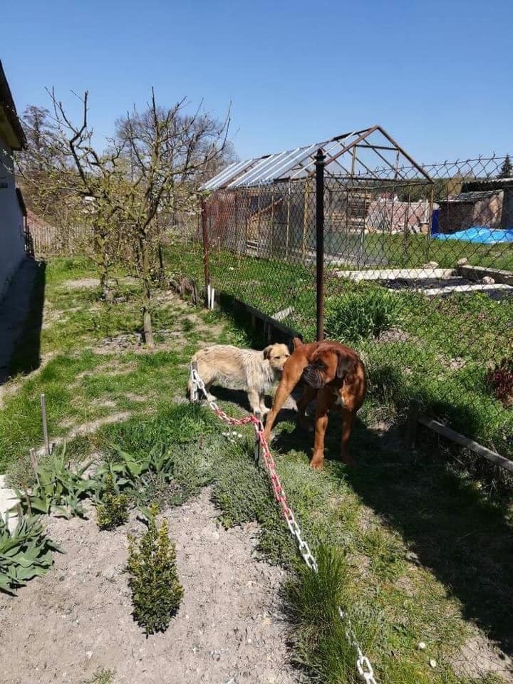 Dva psi zůstali sami na pozemku po zemřelém majiteli, hledá se pomoc!