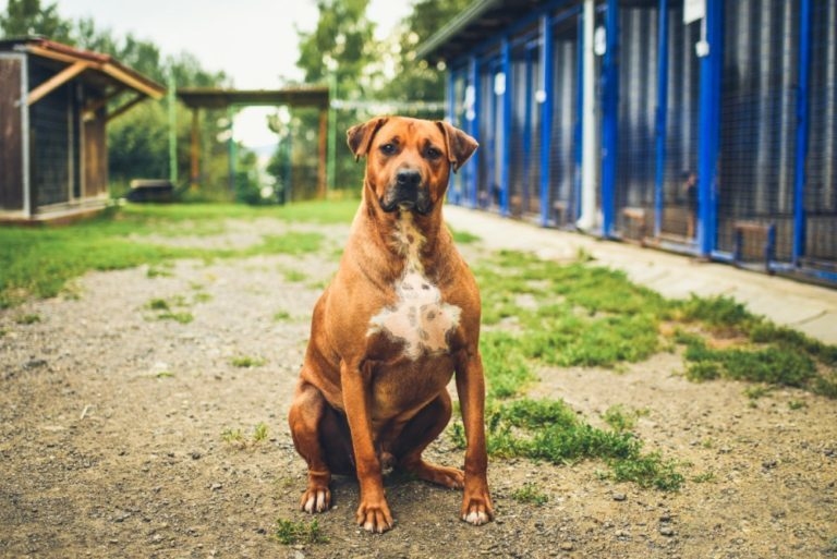 Splte pejskm jejich pn, podpote psy z tulku!